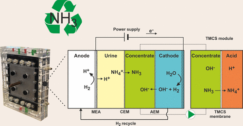 Energy-Efficient Ammonia Recovery in an Up-Scaled Hydrogen Gas Recycling Electrochemical System