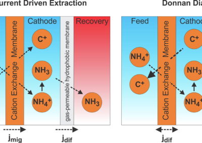 Exploiting Donnan Dialysis to Enhance Ammonia Recovery in an Electrochemical System
