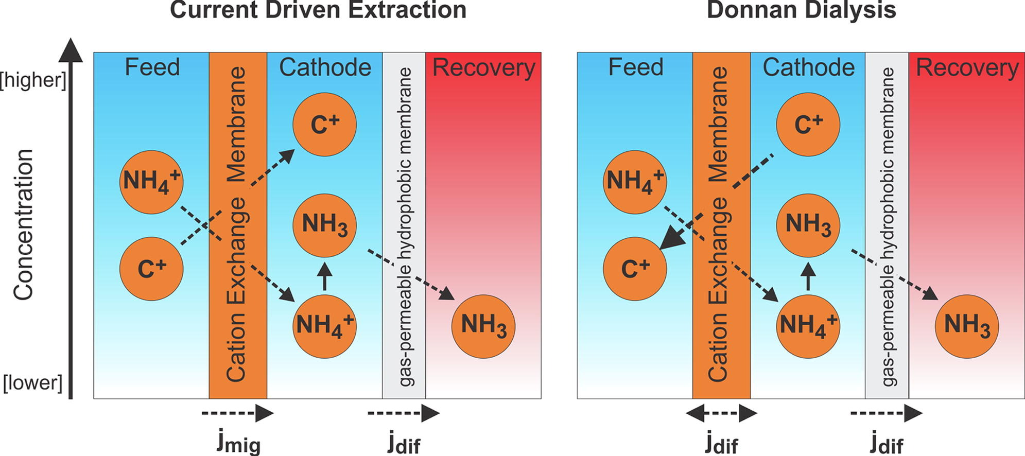 Exploiting Donnan Dialysis to Enhance Ammonia Recovery in an Electrochemical System